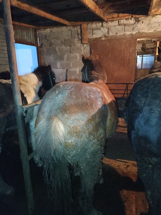 Соғым сатам тай, дөнендер.Талапкер.Есіл көшесі32үй.