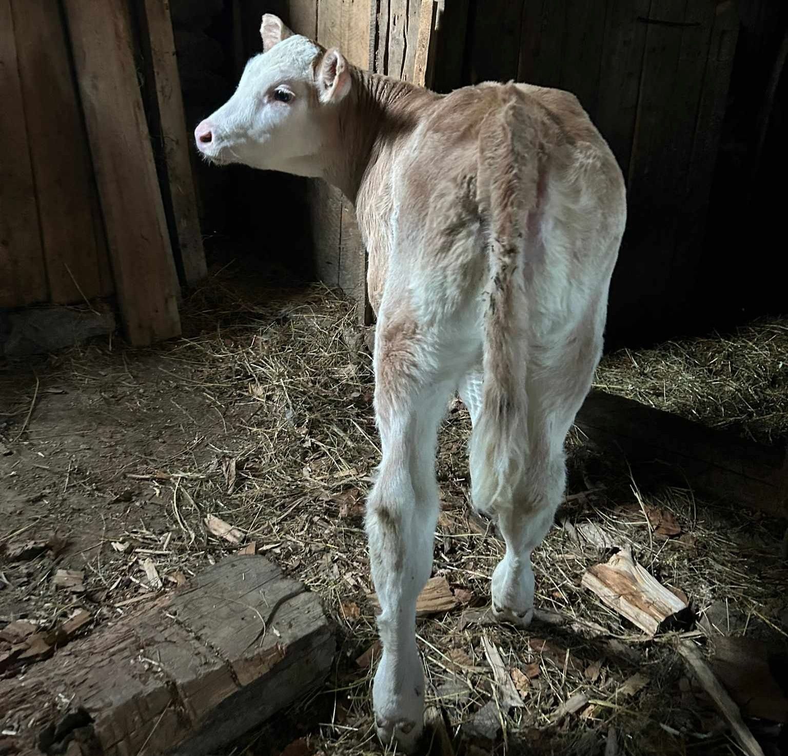 Vițel de vânzare în Obârșia Cloșani jud Mehedinti