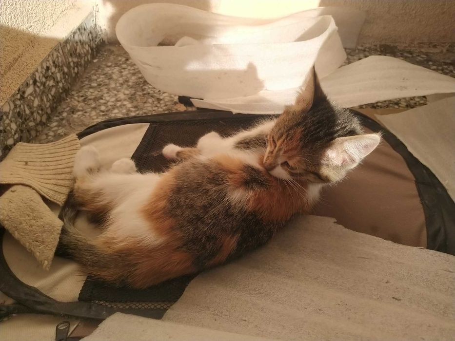 Четири котешки момиченца търсят дом и любящи стопани