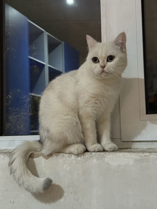skotish strayt seribristy shinshila  qizbola