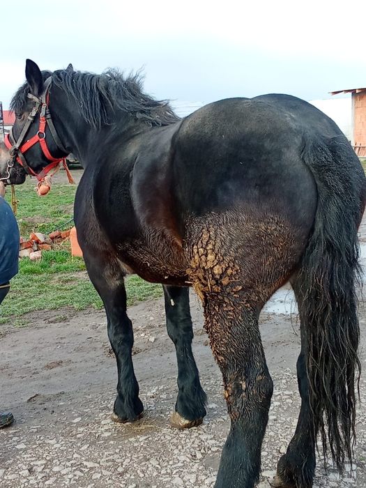 Vând mânză de 2 ani neagra corb!