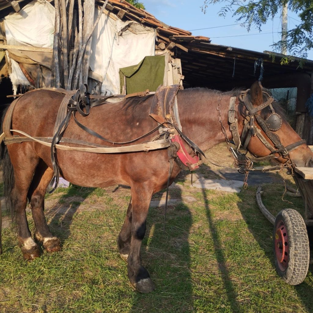 Продава се кобила (женски работен кон)