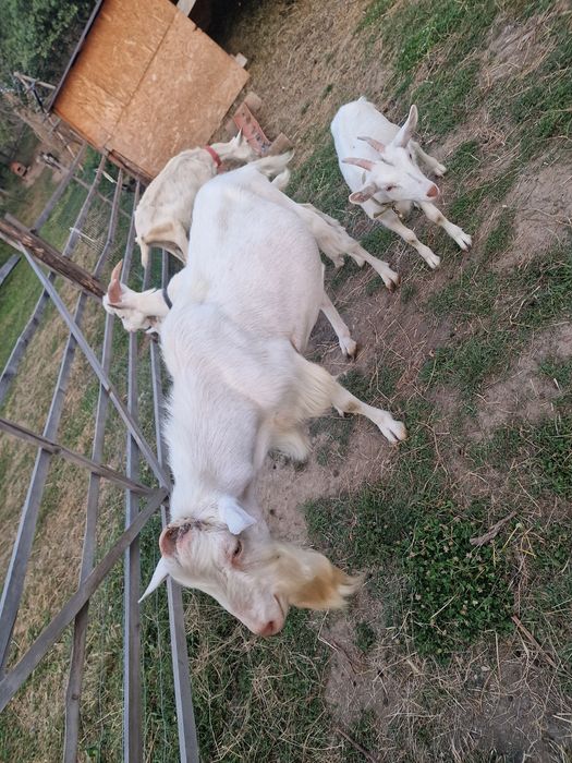 Țap de reproducție