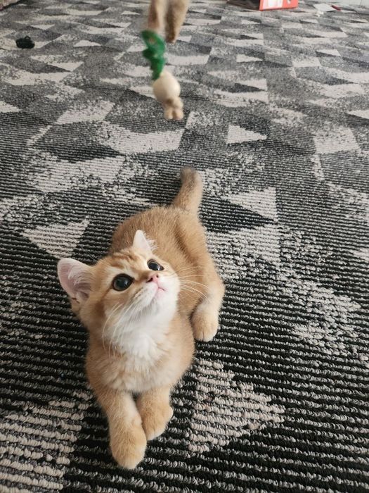 Zalataya shinshila sotladi