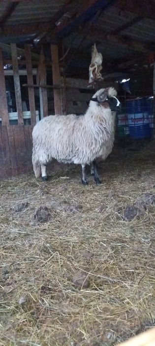 Disponibile 2 cârlane superbe