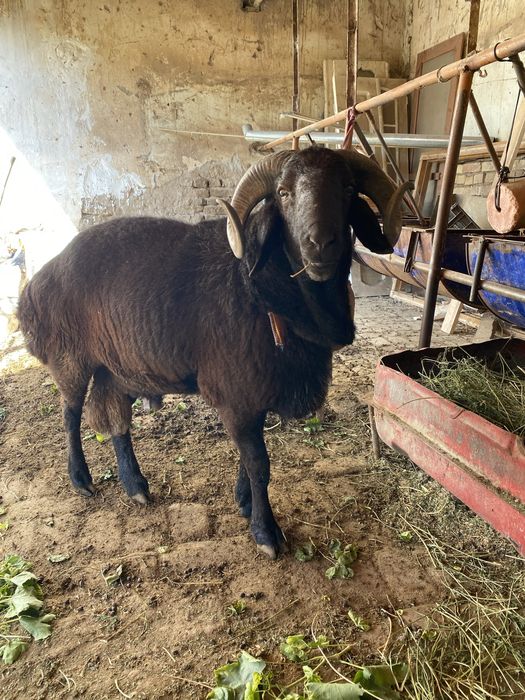 Qora qochqor sotiladi