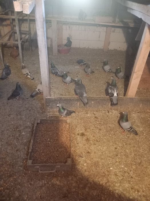 Vând porumbei voiajori