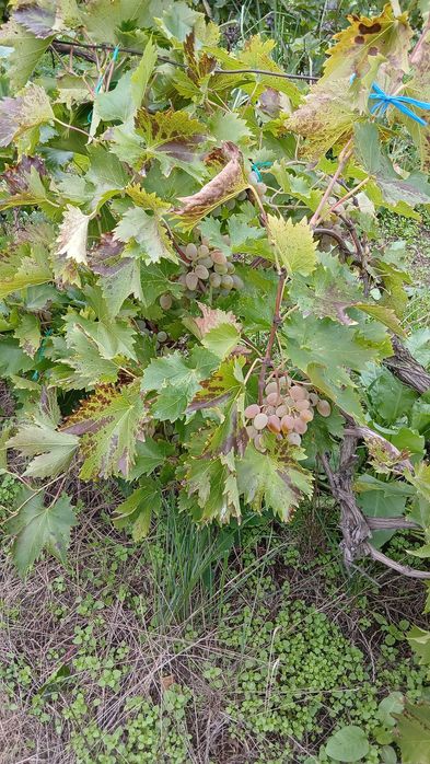 De vânzare struri de masă albi