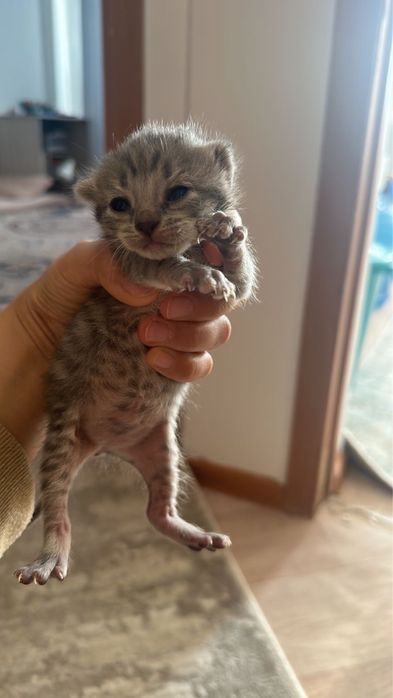 Котенок в добрые руки