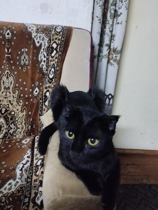 Продаётся кошка. В добрые руки.