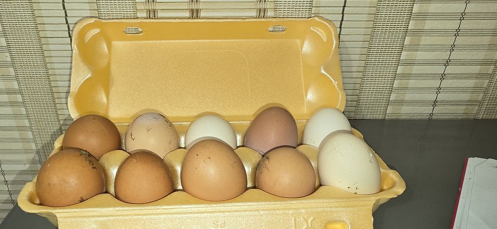 Домашние яйца   ,без химикатов