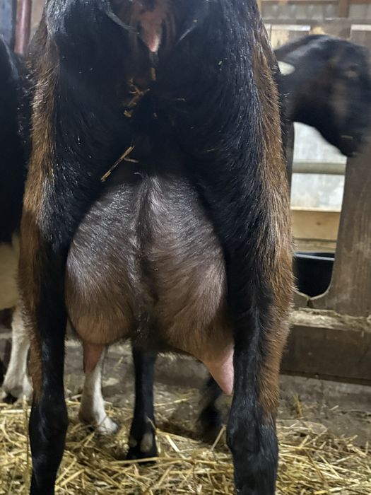 Disponibile capre AngloNubian cu certifivat de origine