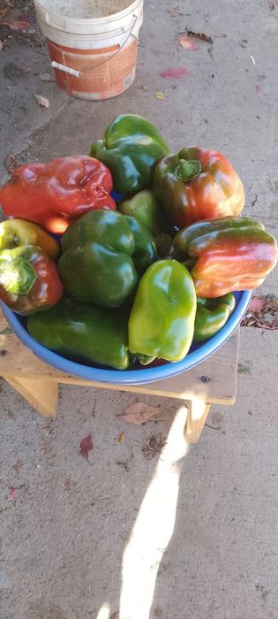 Продам болгарский и горький перец