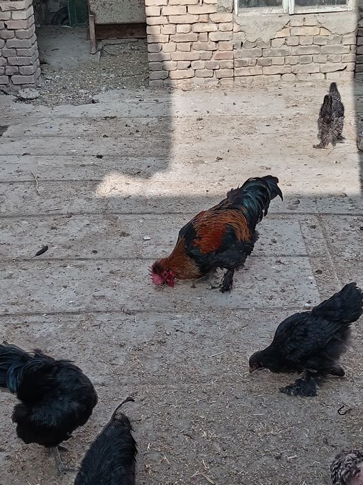 2ta xo'rozlar sotiladi