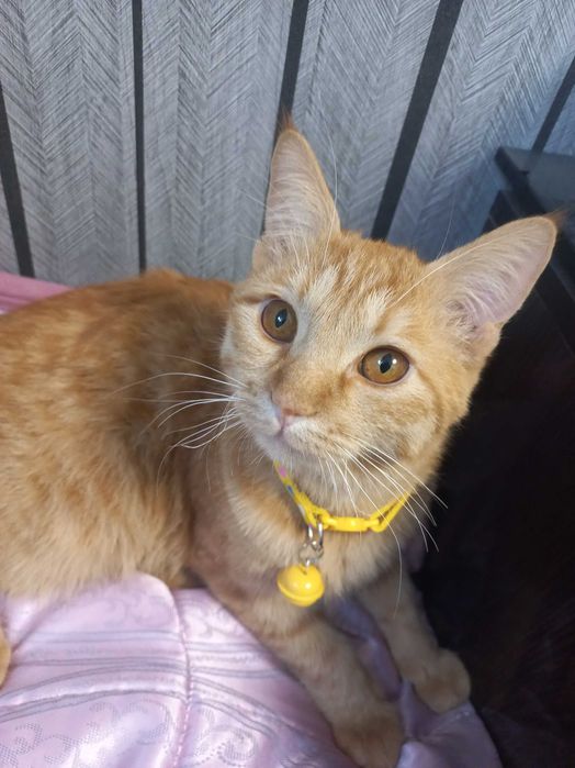 Кот и кошка приучиный в латок