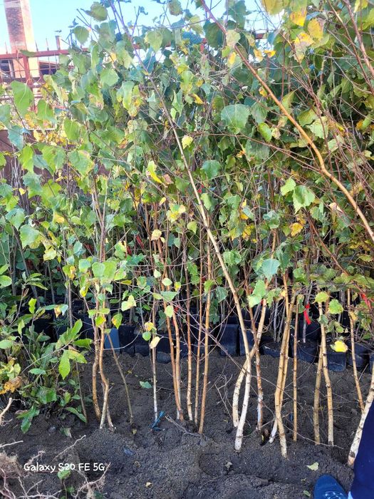 Nuc negru Forestier- cantitate en gros Nuc Chandler, Milotai