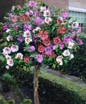 Hibiscus tricolor