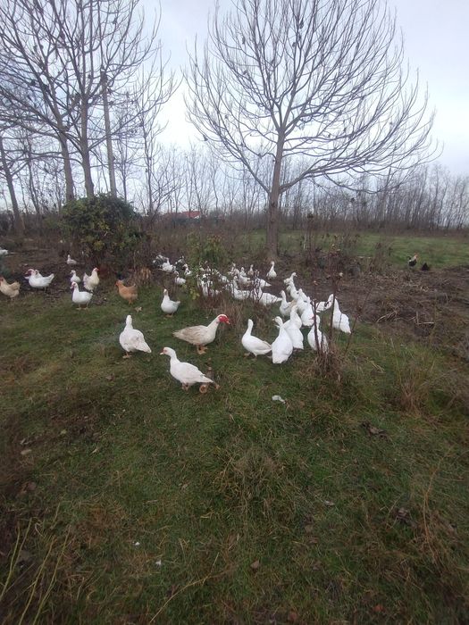 Vând rațe mute albe