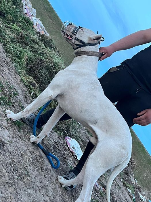 Vand mascul dog argentinian