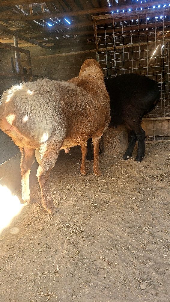 Qo'chqorla sotiladi