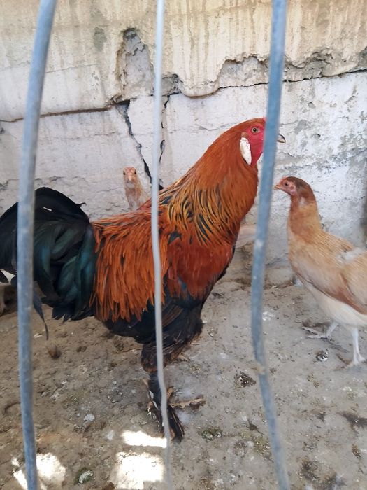 Xo'roz va tovuqlar sotiladi