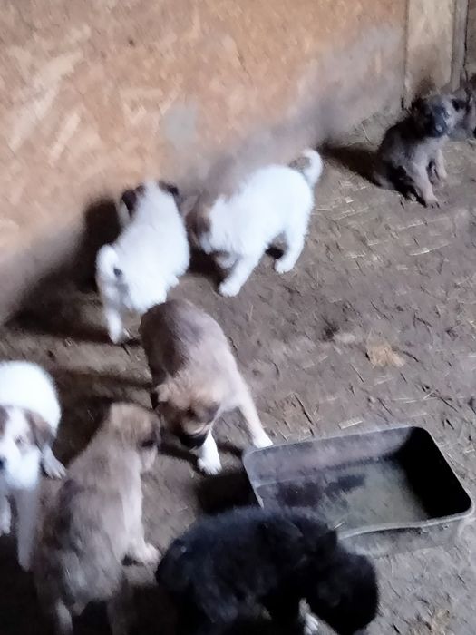 Donez căței fete și băieți