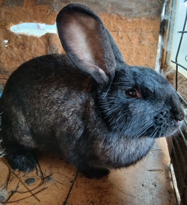 Iepuri rasa german uriaș