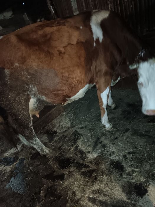 Vând un cal cu ștraif cu ham  .Vând două vaci ,a mândouă a treia, făta