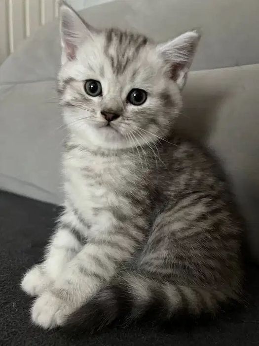 Чистокровные Британские котята