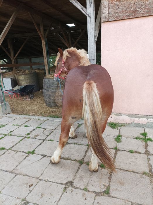 Armasari de 2 ani
