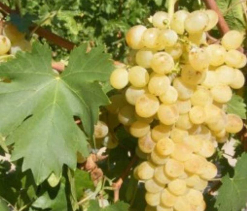 Struguri de vin producție proprie