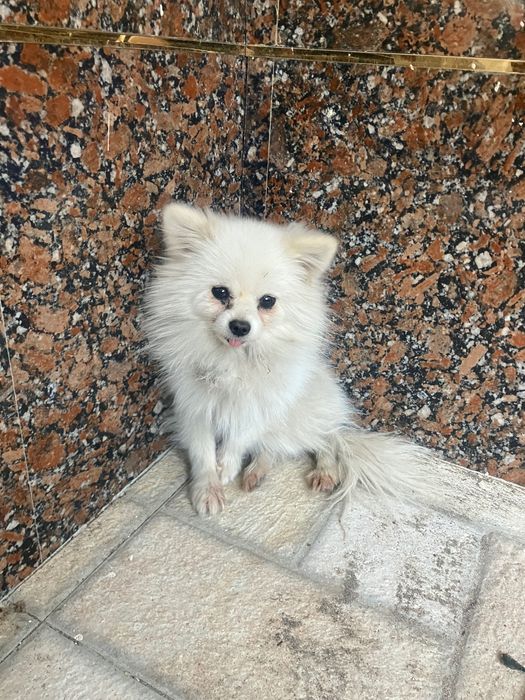 Породистая собака чихуахуа мальчик отдам хорошим людям не дорого