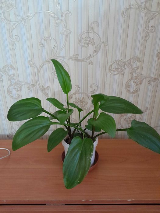 Комнатный цветок "Дримиопсис" продам