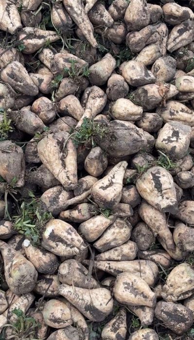 Vând sfeclă de zahăr