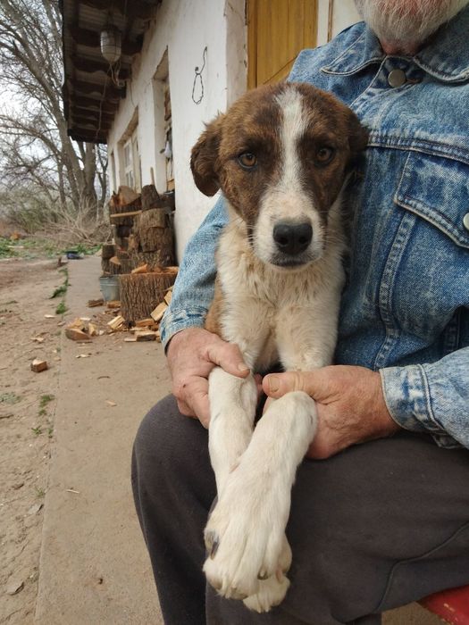 Пидбулл метис Стафор Продается