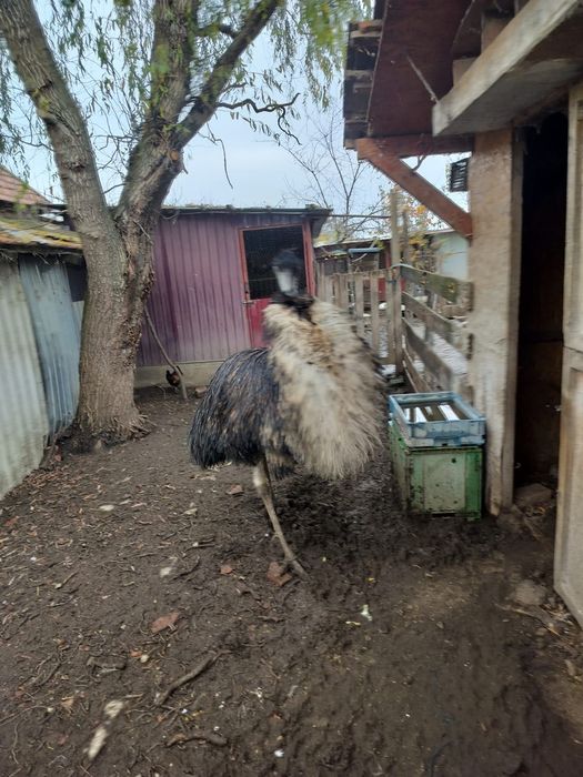 Emu de vânzare este în virsta de 6ani și foarte prietenos este mascul