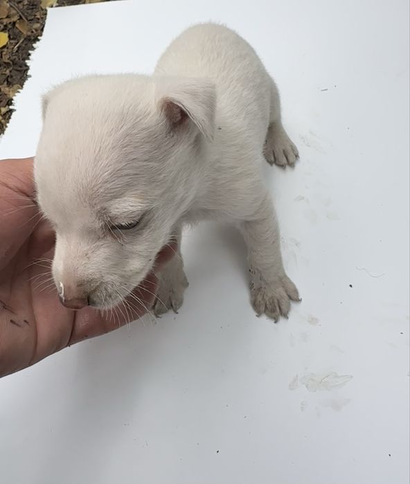 Джак ръсел 4 броя