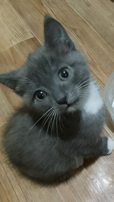 Отдам котят 2 месяца