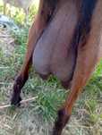 Animale domestice