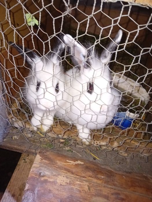 De vanzare iepuri diferite rase