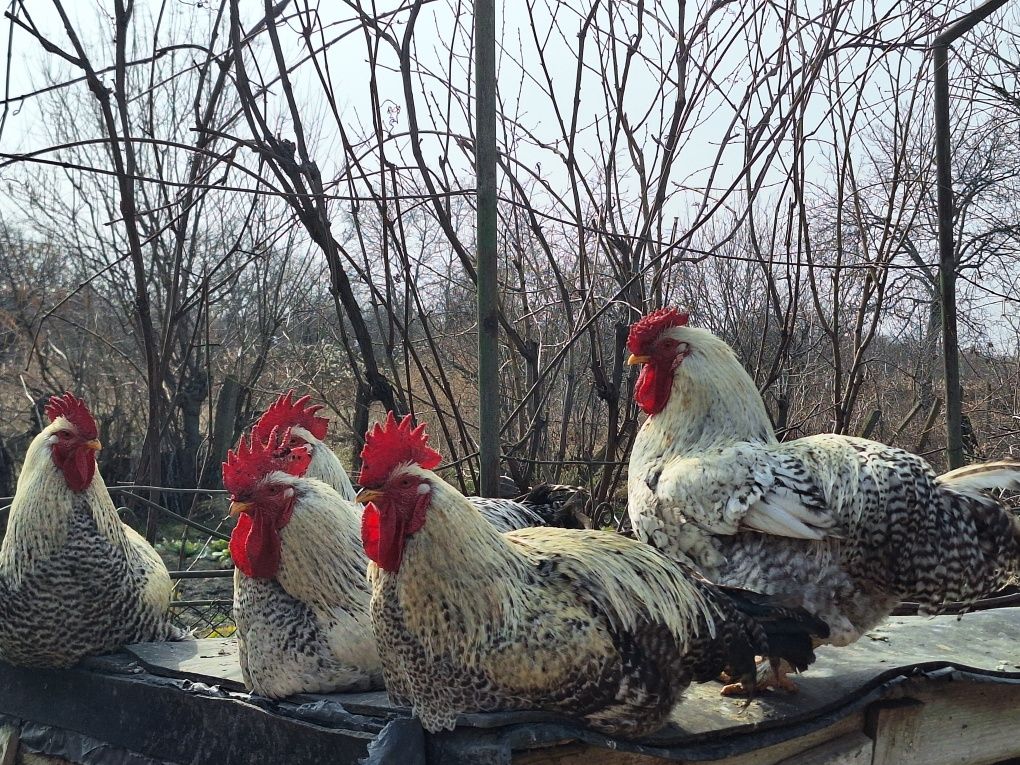 Vând cocoși de curte.