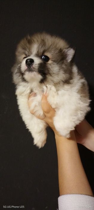 Мини шпиц момиче