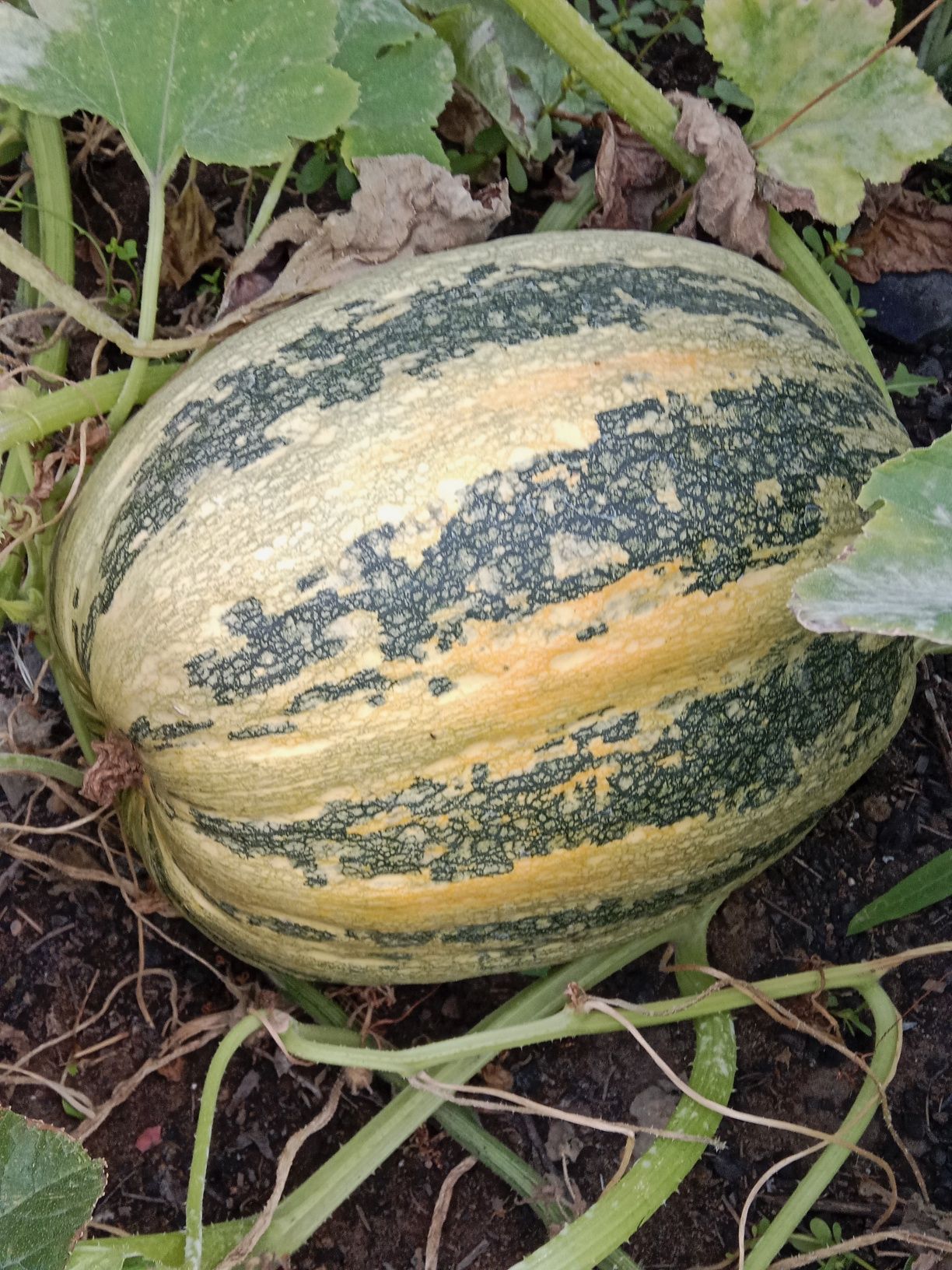 Продам домашную тыкву