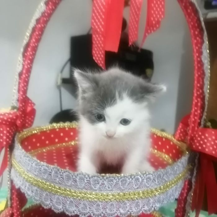 Котята девочки ищут дом