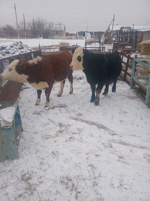 Продам нынешных телят