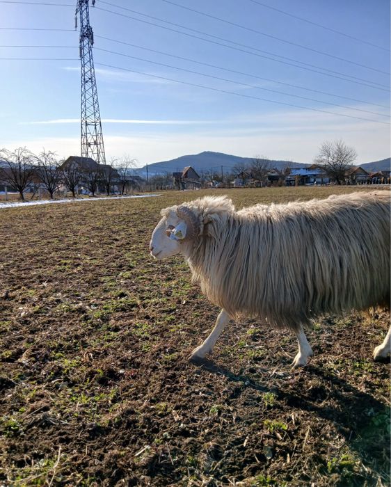 Vand berbec de 2 ani