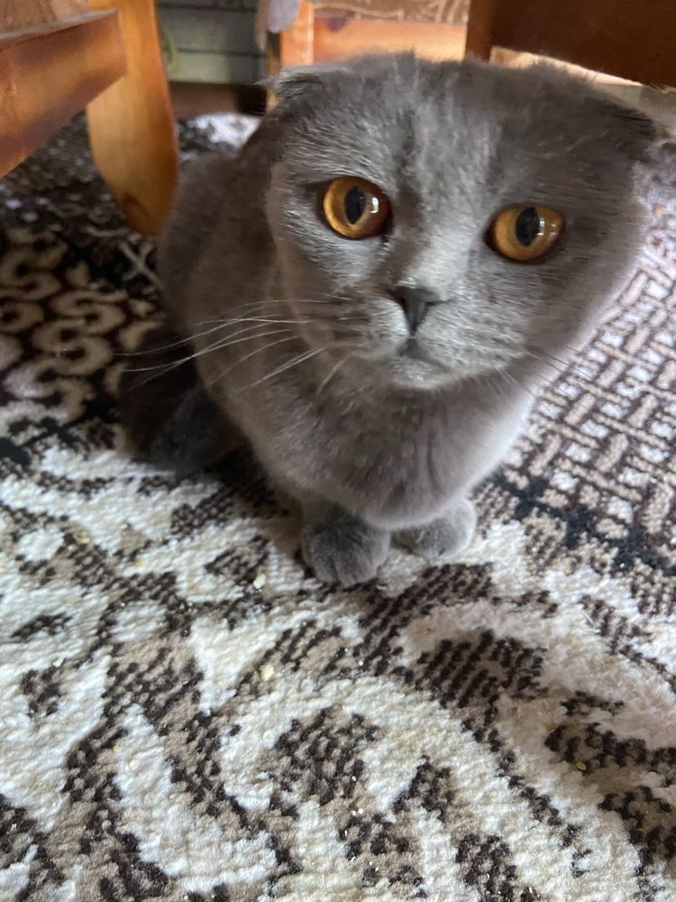 СРОЧНО ПРОДАЕТСЯ шотландская вислоухая (Scottish Fold).