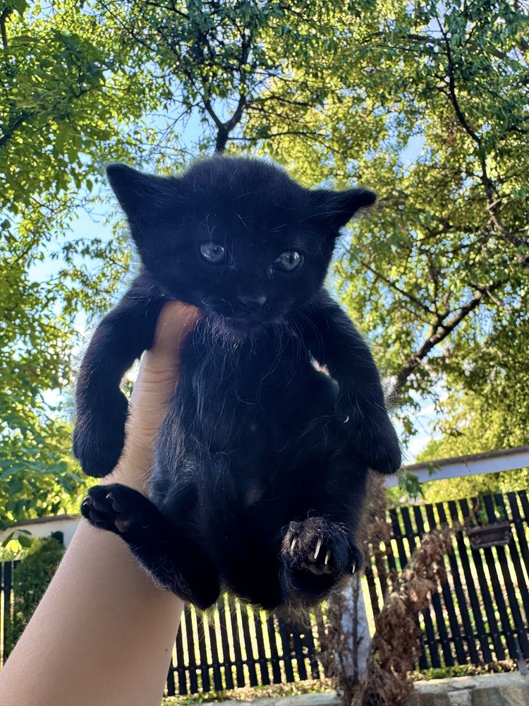 Котенца на 4 седмици