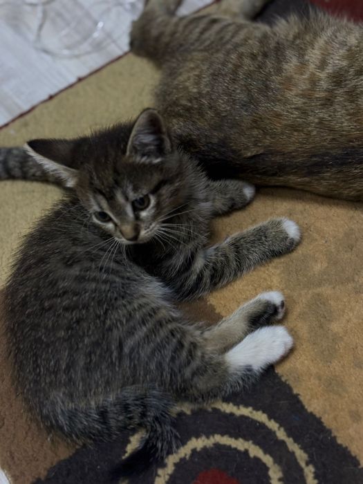 Котенок в добрые руки