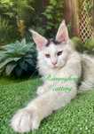Felisa autorizata WCF,  vinde pisoi cu pedigree rasa Maine coon